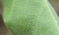 Tanaecium dichotomum