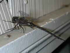 Gomphaeschna antilope