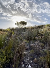 Caerostris sexcuspidata