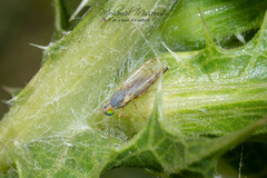 Acanthiophilus helianthi