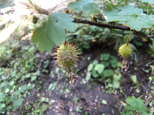 marshall's gooseberry (Ribes marshallii)