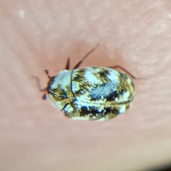 Anthrenus picturatus