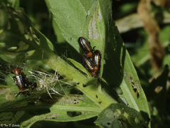 Microrhopala vittata