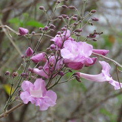 Tanaecium dichotomum