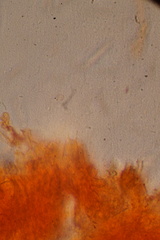 Fibulomyces mutabilis