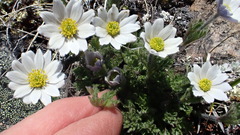 Pulsatilla occidentalis