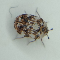 Anthrenus picturatus