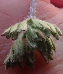 Pulsatilla occidentalis