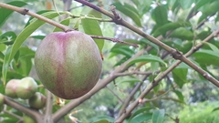 Phaleria macrocarpa