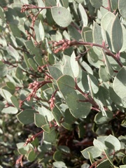 Arctostaphylos viscida pulchella