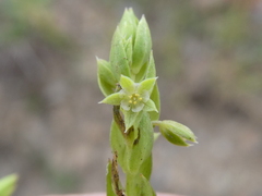 Lysimachia linum-stellatum