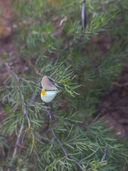 Aspalathus bracteata