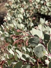 Arctostaphylos viscida pulchella