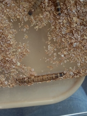 Zophobas atratus