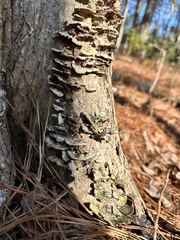 Opilioninae