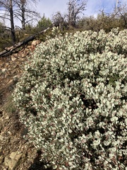 Arctostaphylos viscida pulchella