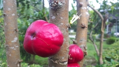 Phaleria macrocarpa