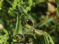 Microrhopala vittata