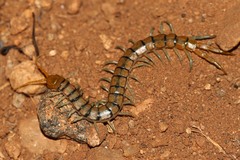 Scolopendra mirabilis
