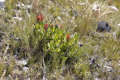 Protea speciosa