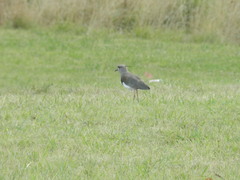 Vanellus chilensis