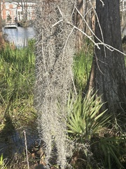 Tillandsia usneoides