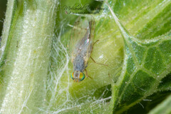 Acanthiophilus helianthi