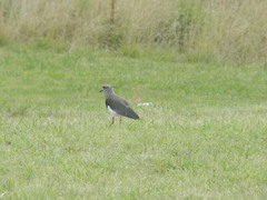 Vanellus chilensis