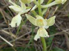 Orchis provincialis