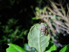 Anagotus rugosus