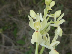 Orchis provincialis