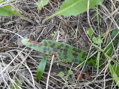 Orchis provincialis
