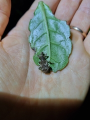 Anagotus rugosus