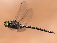 Gomphaeschna furcillata