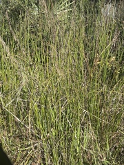 Equisetum hyemale