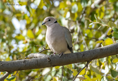 Streptopelia roseogrisea