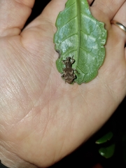 Anagotus rugosus