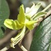 Sarcotoxicum salicifolium - Photo 由 Rich Hoyer 所上傳的 (c) Rich Hoyer，保留部份權利CC BY-NC-SA