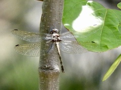 Macrothemis imitans