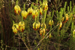 Erica coccinea