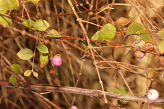 Symphoricarpos × chenaultii
