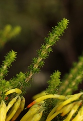 Erica coccinea