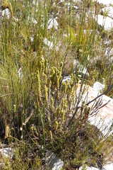 Erica coccinea