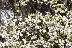 Erica denticulata