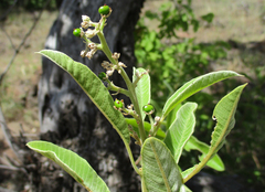 Ozoroa paniculosa