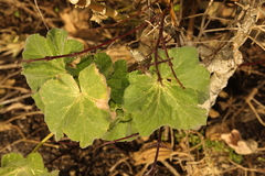 Malva arborea