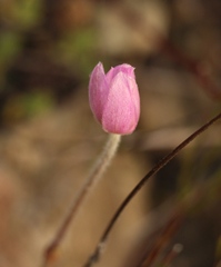 Knowltonia tenuifolia