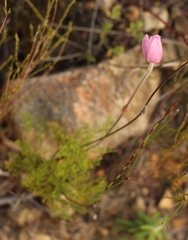 Knowltonia tenuifolia