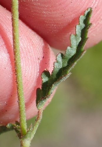 Image of Hermannia coccocarpa by (c) Nicola van Berkel, some rights reserved (CC BY-SA)