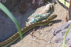 Elaphe quadrivirgata